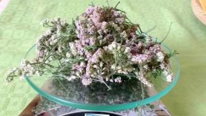 fiori di achillea millefolium